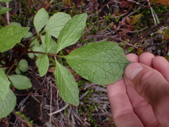 Valeriana sitchensis
