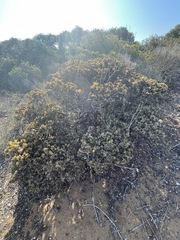 Arctostaphylos morroensis