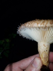 Lactarius torminosus