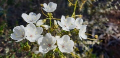 Drosera pallida