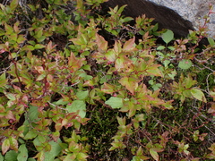 Vaccinium