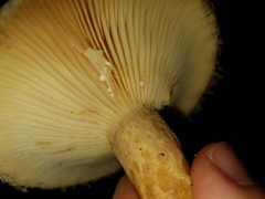 Lactarius torminosus