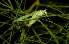 Insara elegans