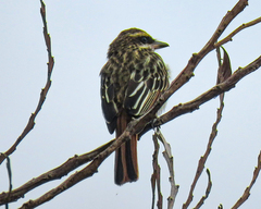 Myiodynastes maculatus