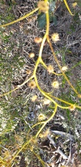 Drosera pallida