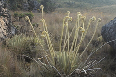 Espeletia congestiflora