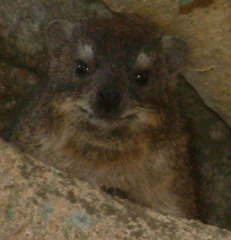 Procavia capensis capensis