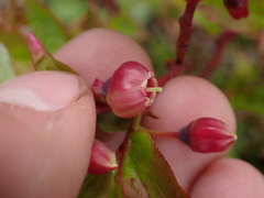 Vaccinium