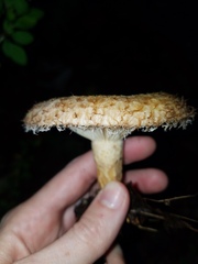 Lactarius torminosus