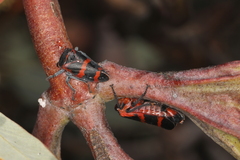 Eurymelops rubrovittata