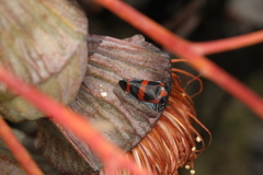 Eurymelops rubrovittata