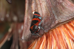 Eurymelops rubrovittata