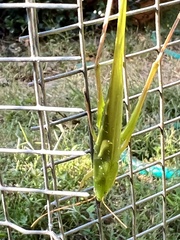 Neoconocephalus ensiger