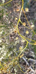 Drosera pallida