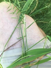 Brachypodium distachyon