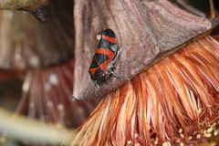 Eurymelops rubrovittata