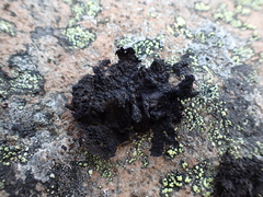 Umbilicaria hyperborea