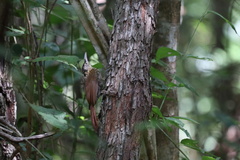 Xiphorhynchus flavigaster