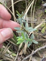 Pimelea humilis