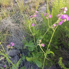 Mirabilis viscosa