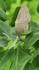 Scopula optivata