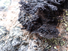 Umbilicaria hyperborea