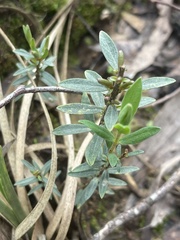 Pimelea humilis