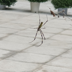 Trichonephila clavata