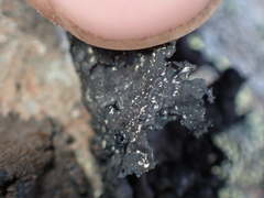 Umbilicaria hyperborea