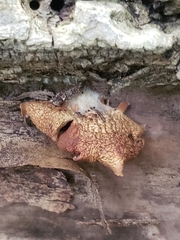 Crepidotus crocophyllus