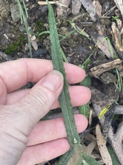Senecio quadridentatus
