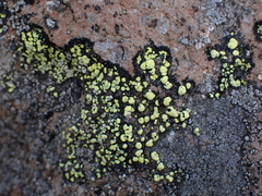 Rhizocarpon