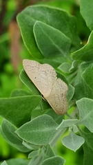Scopula optivata