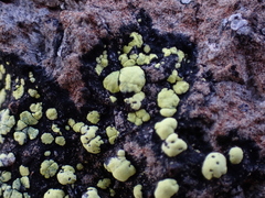 Rhizocarpon