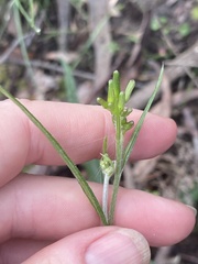 Senecio quadridentatus