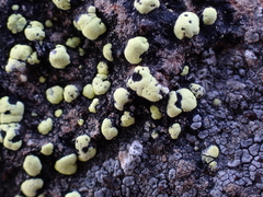 Rhizocarpon