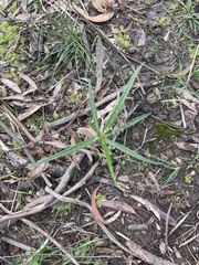 Senecio quadridentatus