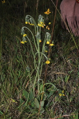 Hieracium avilae