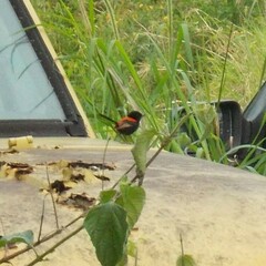 Malurus melanocephalus