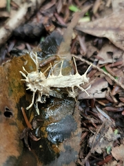 Akanthomyces aculeatus