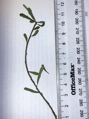 Melicytus flexuosus
