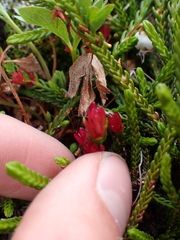 Exobasidium cassiopes