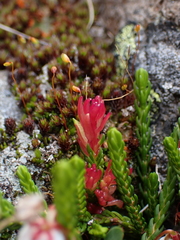 Exobasidium cassiopes