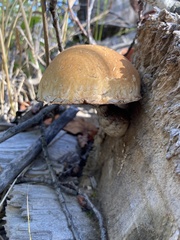 Hemipholiota