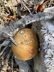 Hemipholiota