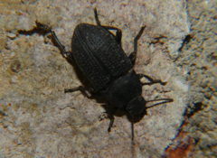 Asiopus minimus