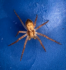 Philodromus dispar