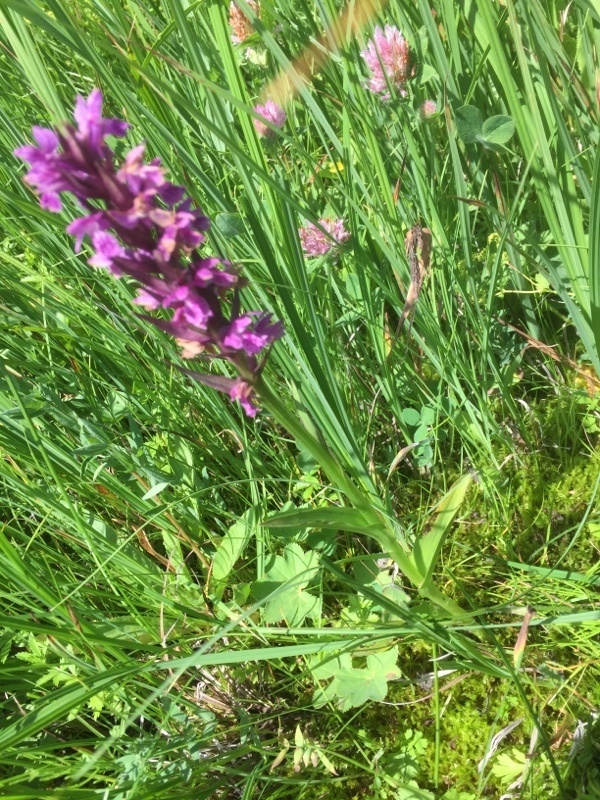 Dactylorhiza armeniaca