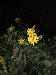 Helianthus tuberosus