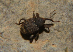 Conotrachelus posticatus